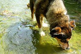 Should dogs drink from streams?