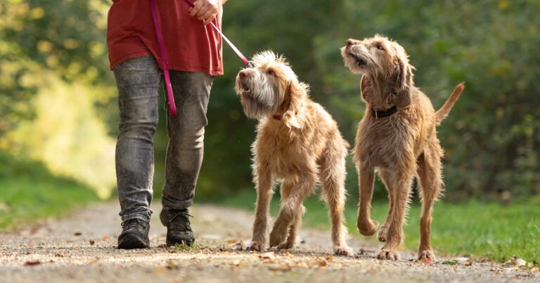 Should dogs with arthritis go for walks?