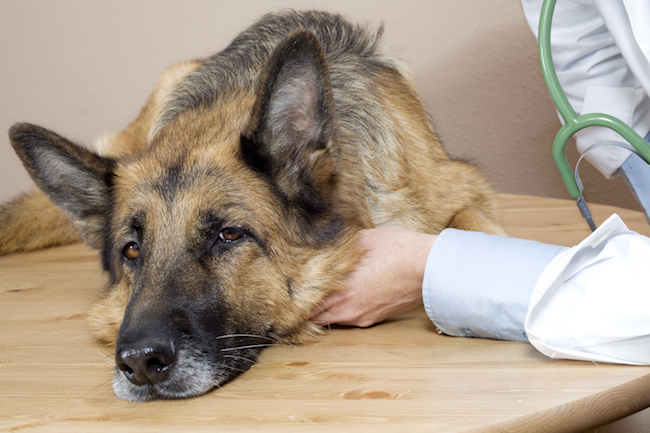 Should you be with your dog when it is put to sleep?