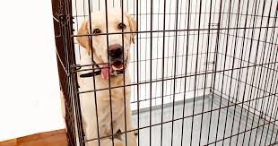 Should you ignore dog crying in crate?