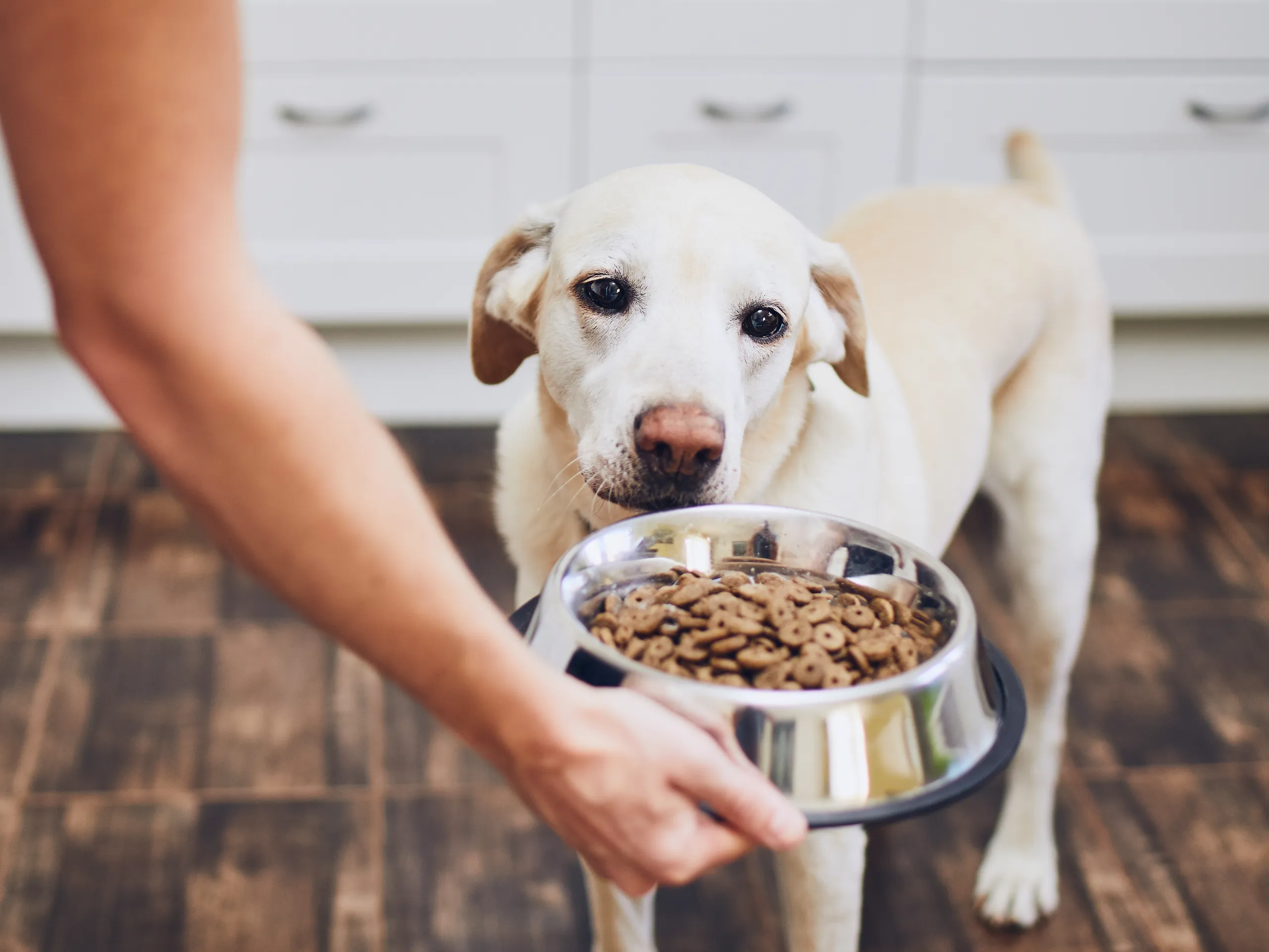 Should you wash your dog’s food bowl?