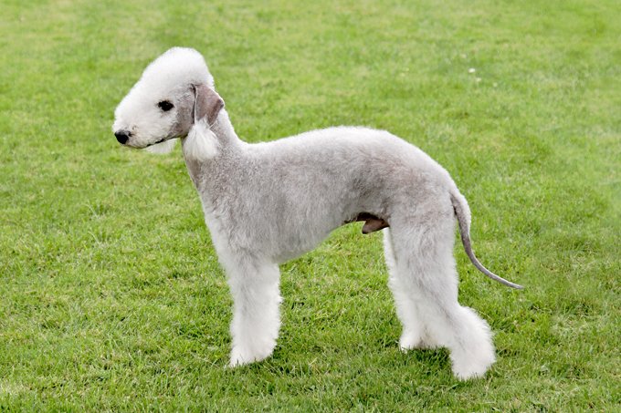 Your question: What age do Bedlington terriers stop growing?