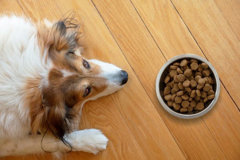 Quick Answer: What age do you stop putting water in puppy food?