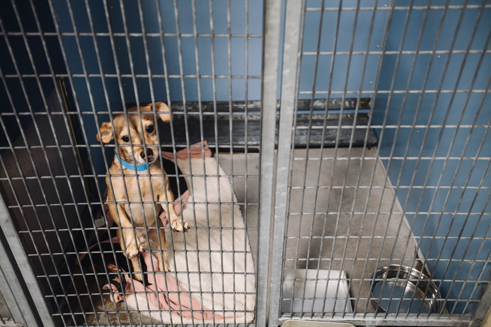 What animal shelters are in Las Vegas?