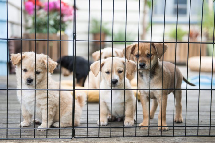 What animal shelters need the most?