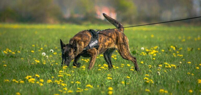 What are the best detection dogs?