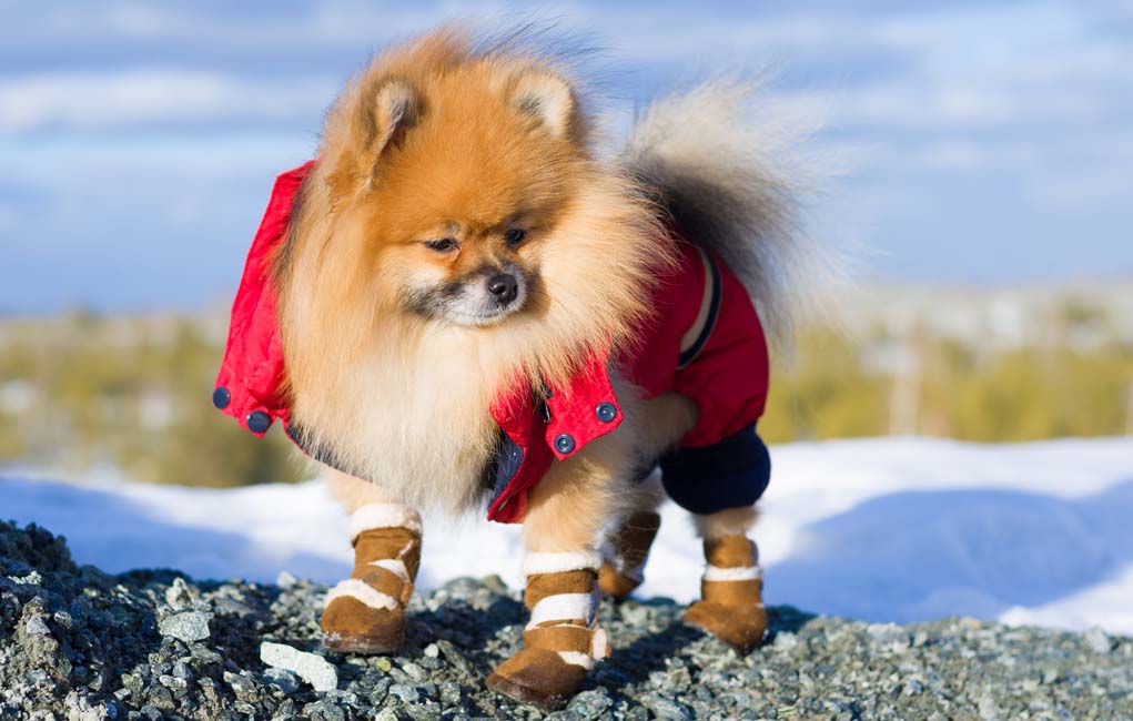 What are the best winter boots for dogs?