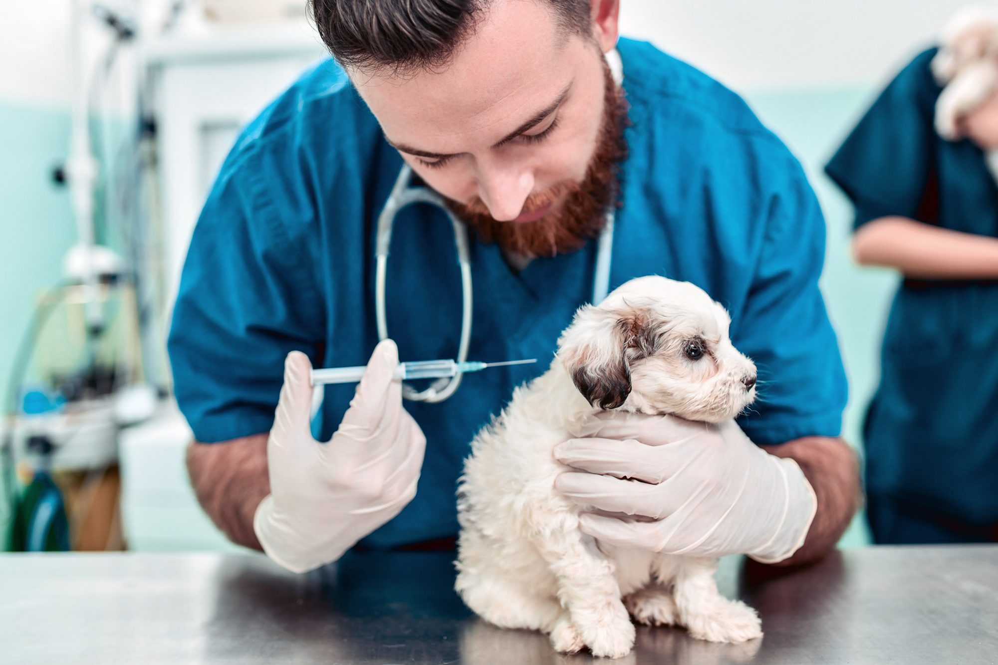 What are the first set of vaccines for puppies?