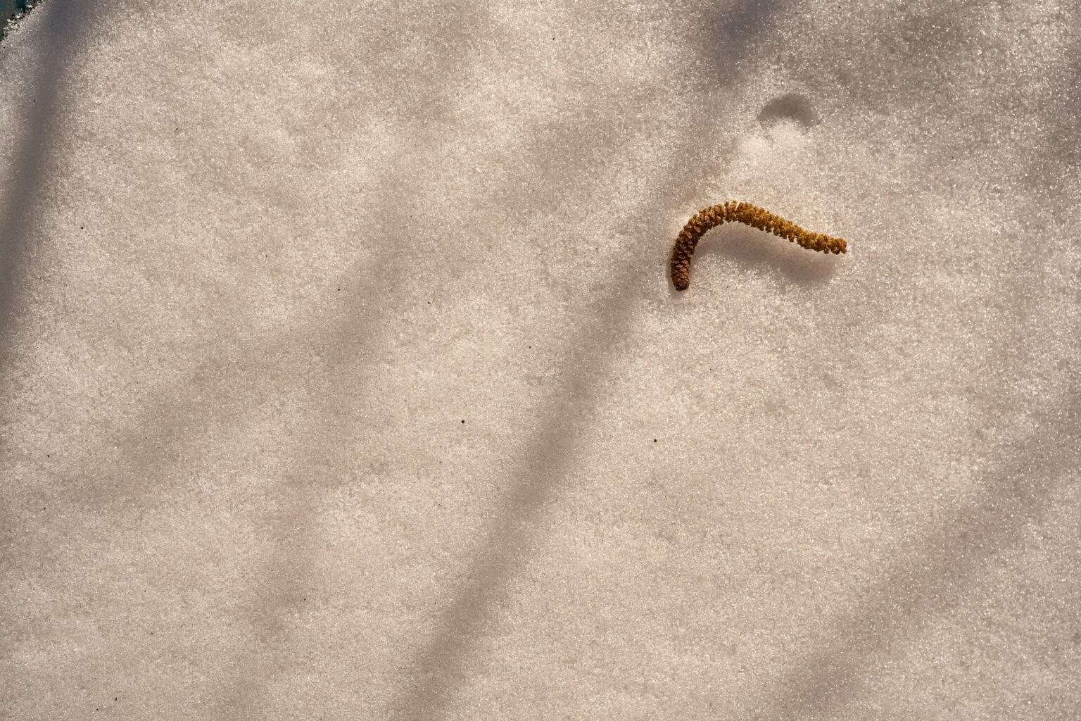 Маленькие белые червячки в диване