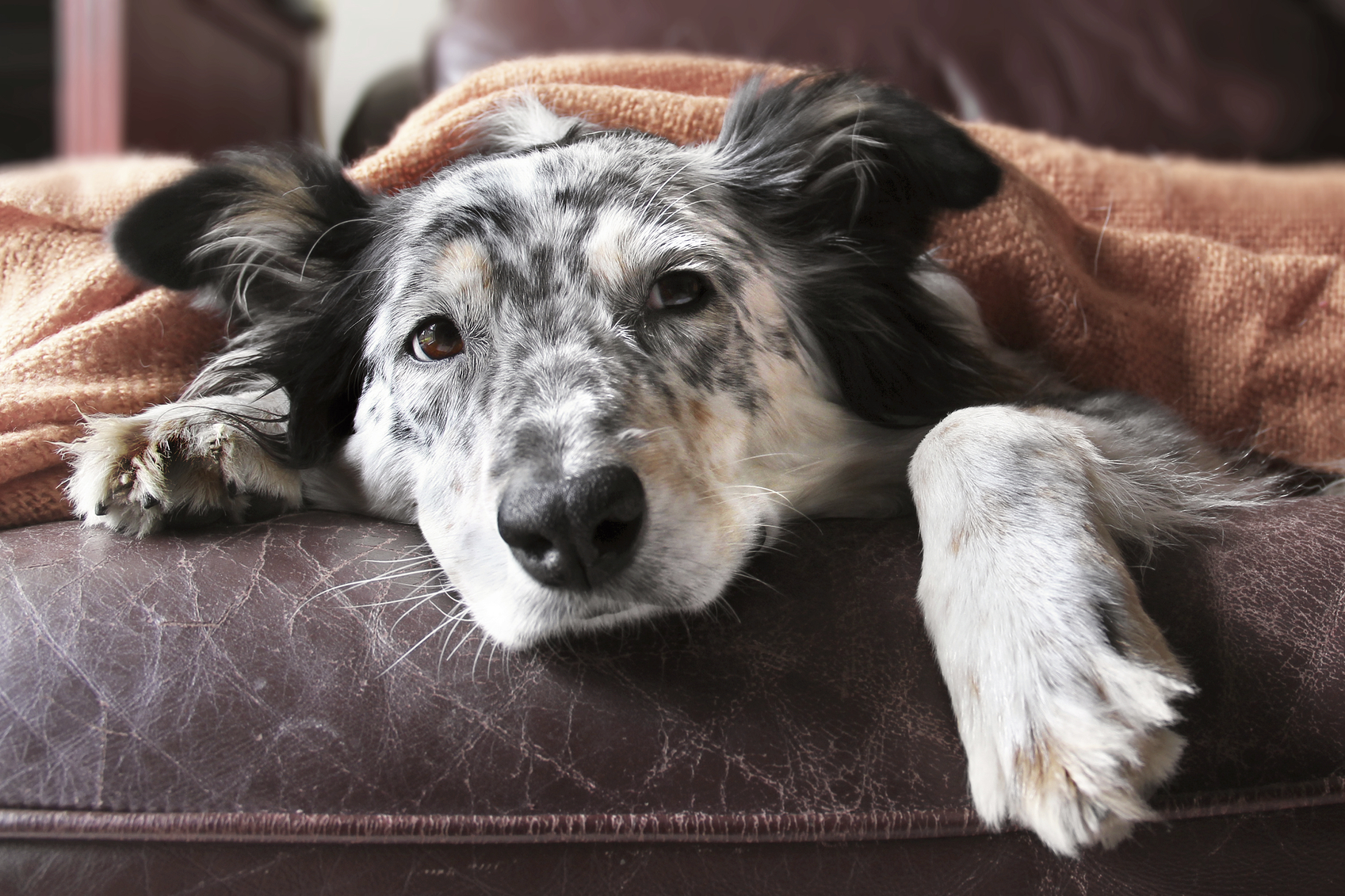 What are the symptoms of a dog dying from liver failure?