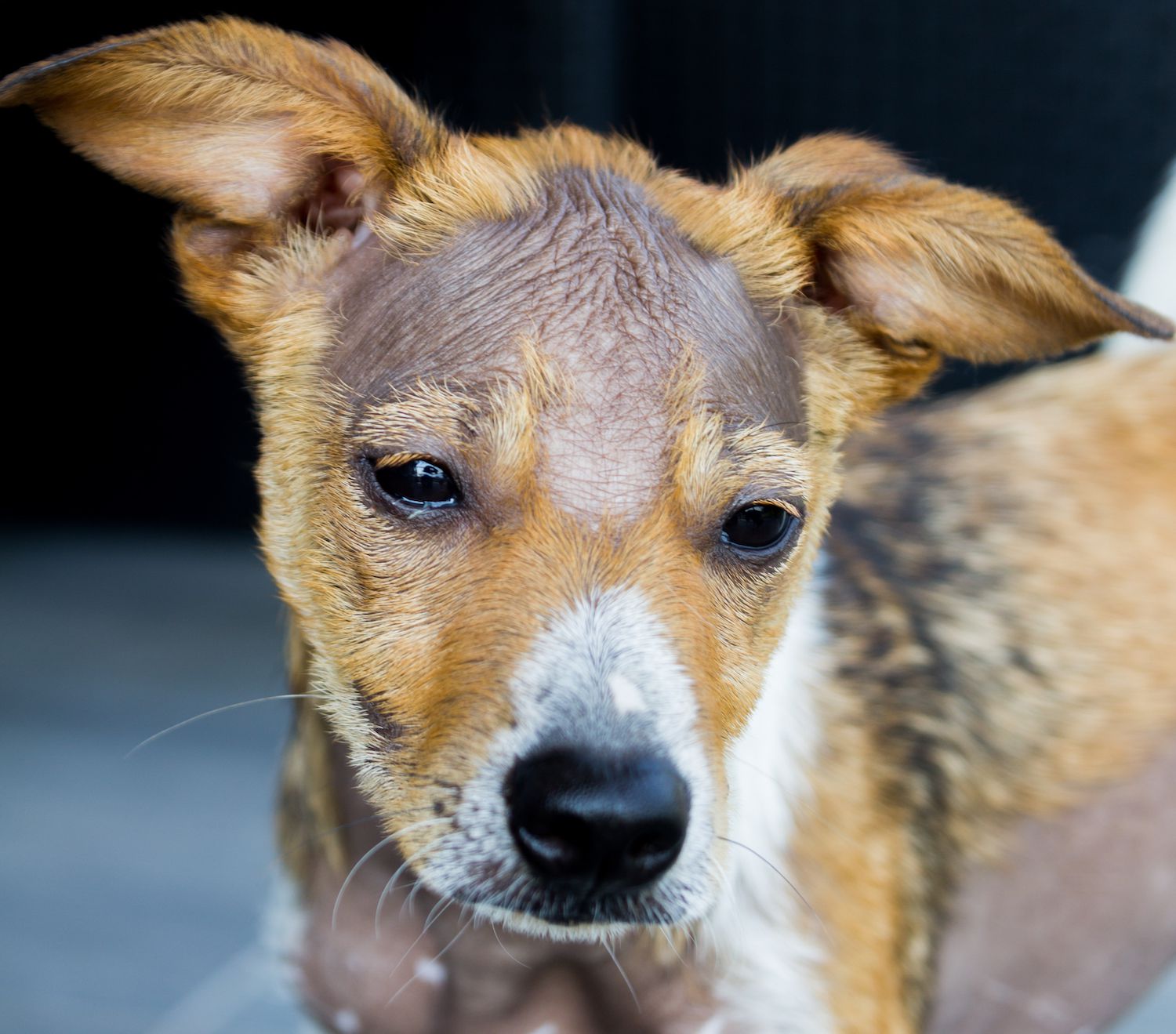 What can cause alopecia in dogs?