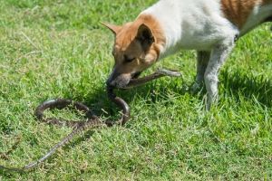 What can you give a dog for snake bite?