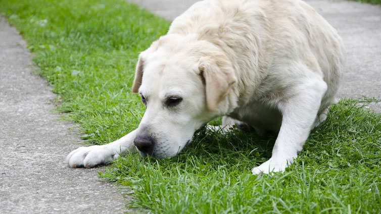 What causes excessive dog bile?
