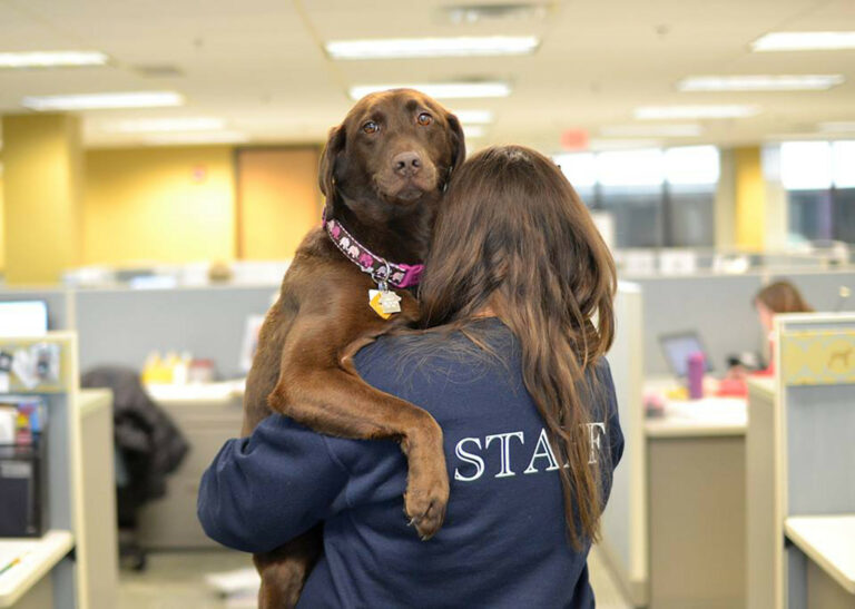 What do animal sanctuary volunteers do?