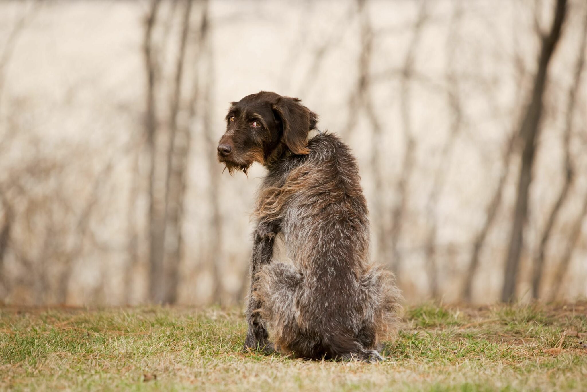 do-dogs-know-when-they-are-dying-animal-shelters