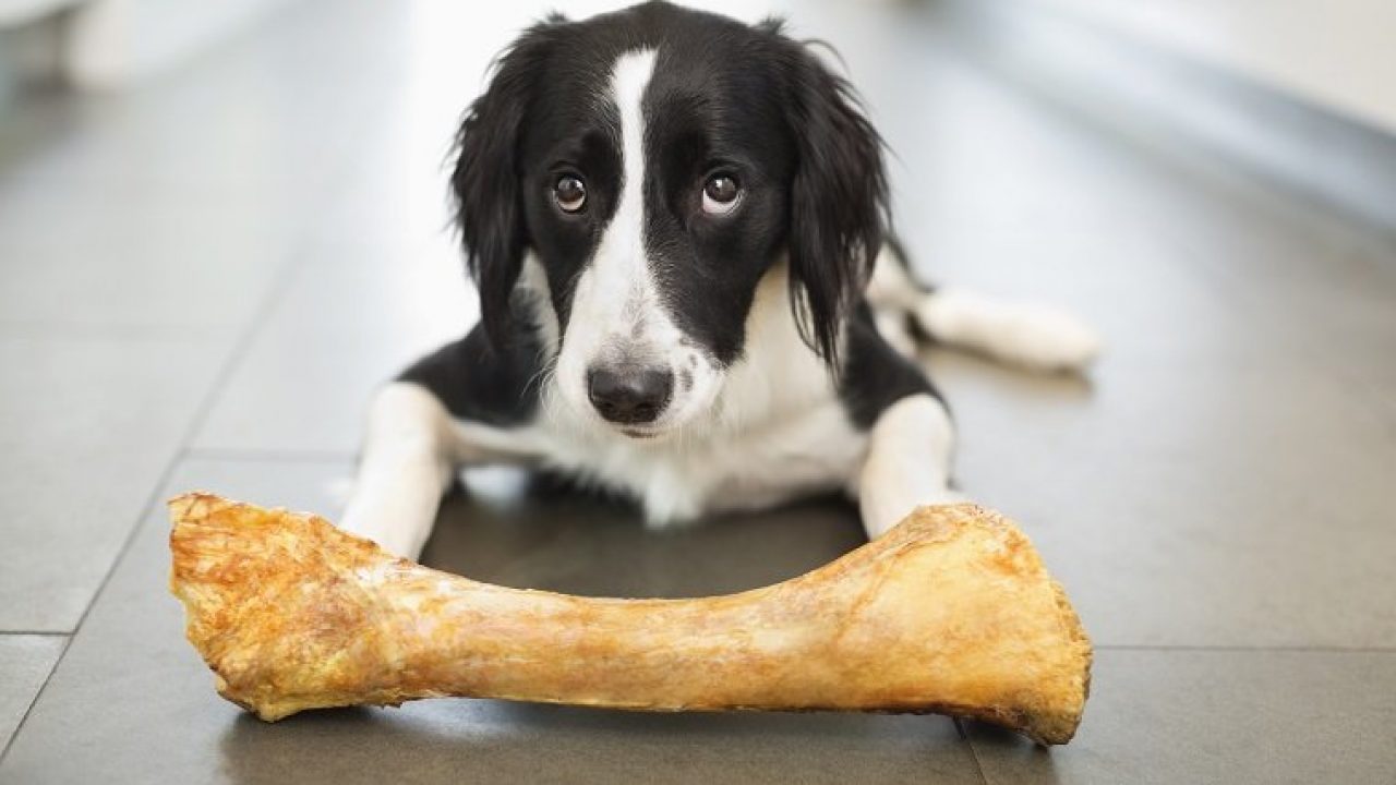 What do you do when a dog chokes on a bone?