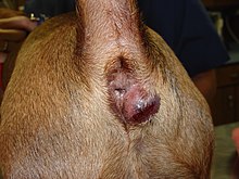 What does a perianal gland tumor look like?