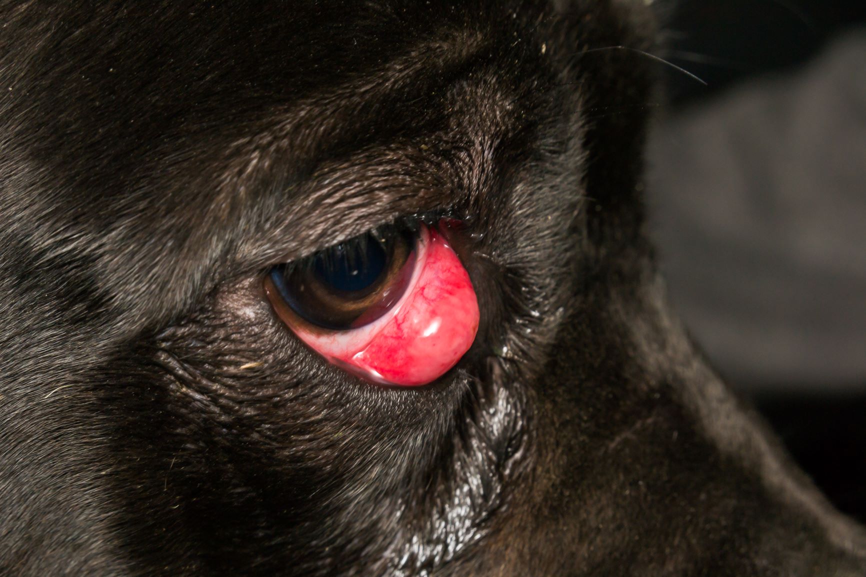 What does an eye infection look like in a dog?