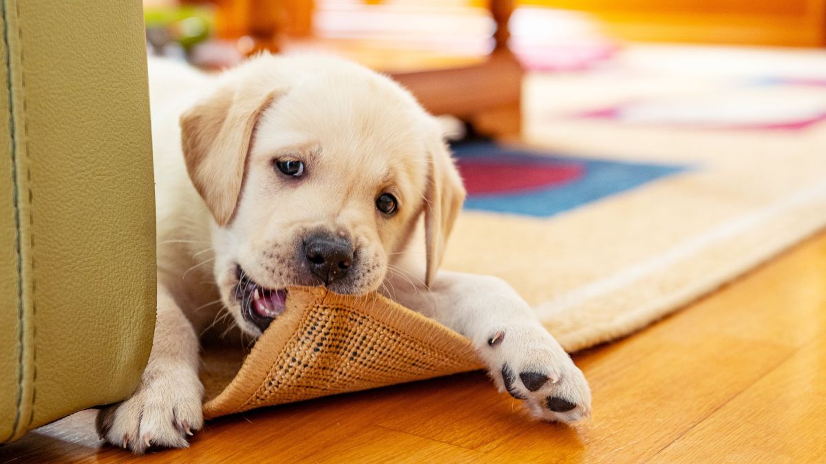 What does chewing the carpet mean?