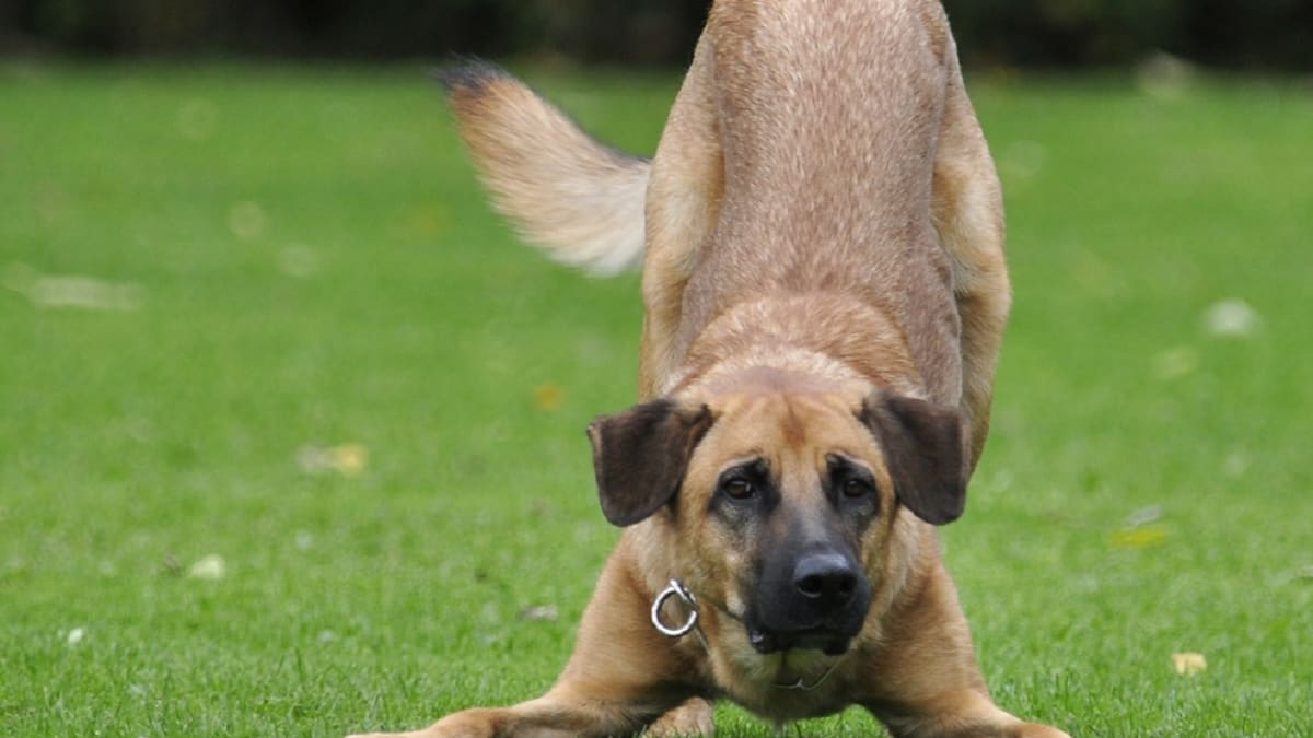 What does it mean when a dog bows and stretches?