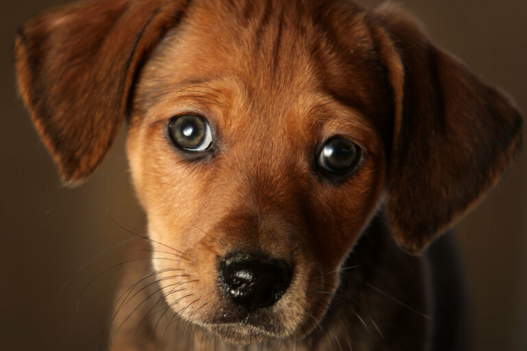 What does it mean when dogs have puppy eyes?