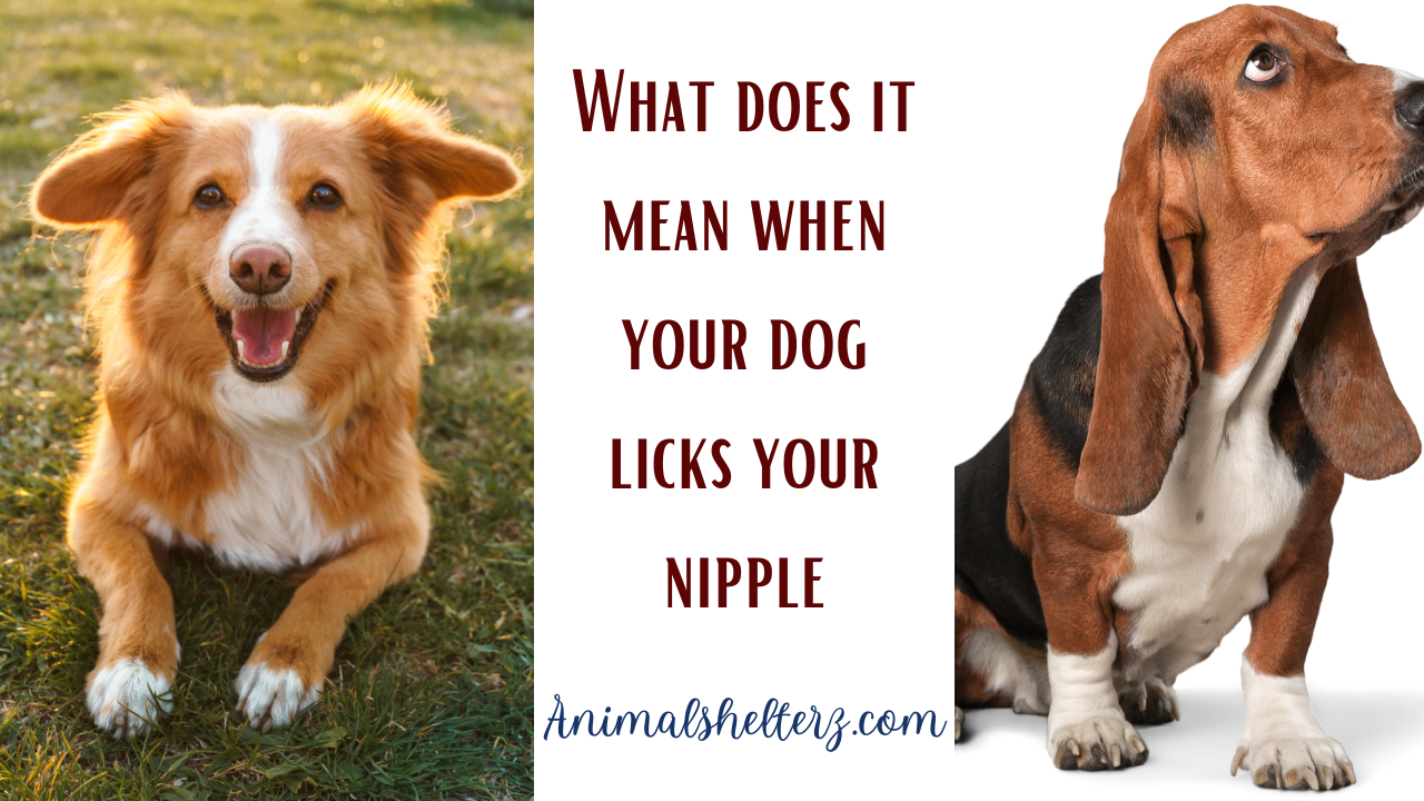 What does it mean when your dog licks your nipple