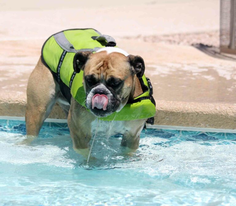 What dog can swim the longest?