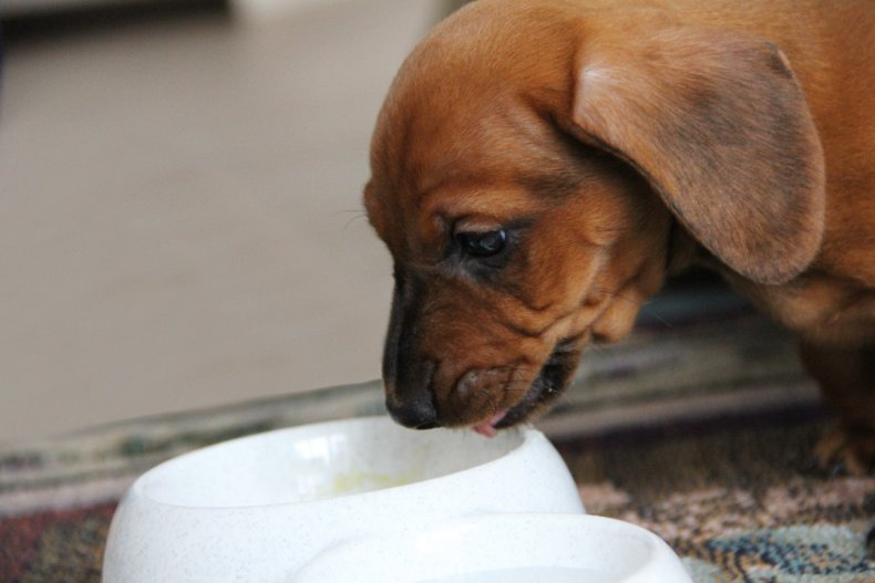 What happens if a dog drinks milk?