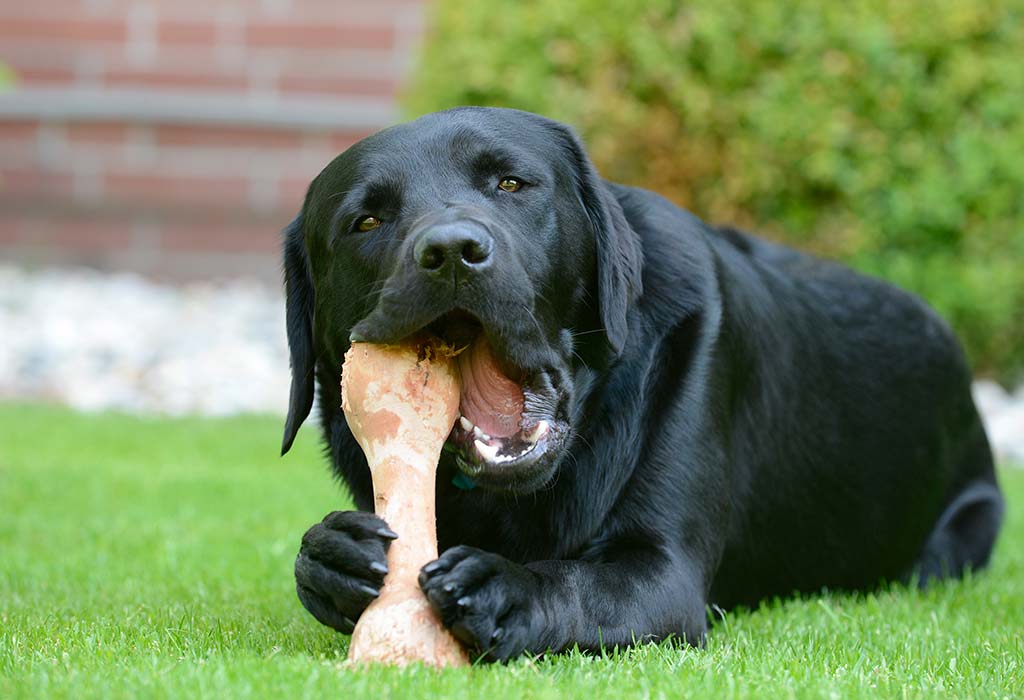What happens if dog swallows calcium bone?