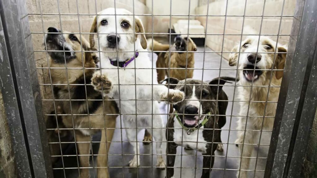 What happens to animals at the pound?