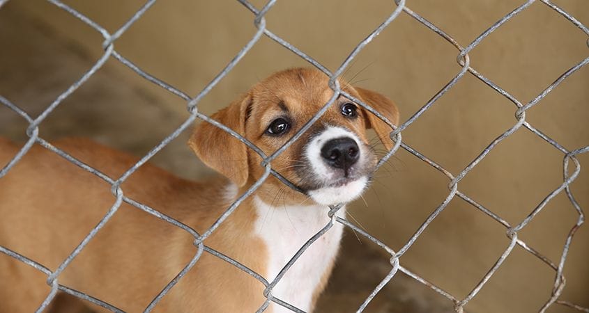 What happens to dogs in shelters?