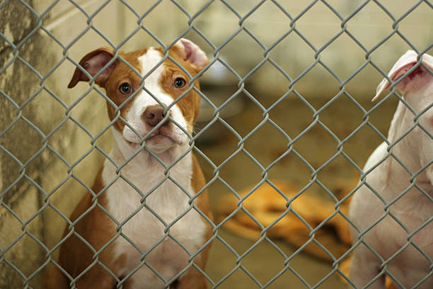 What happens when animals go to the pound?