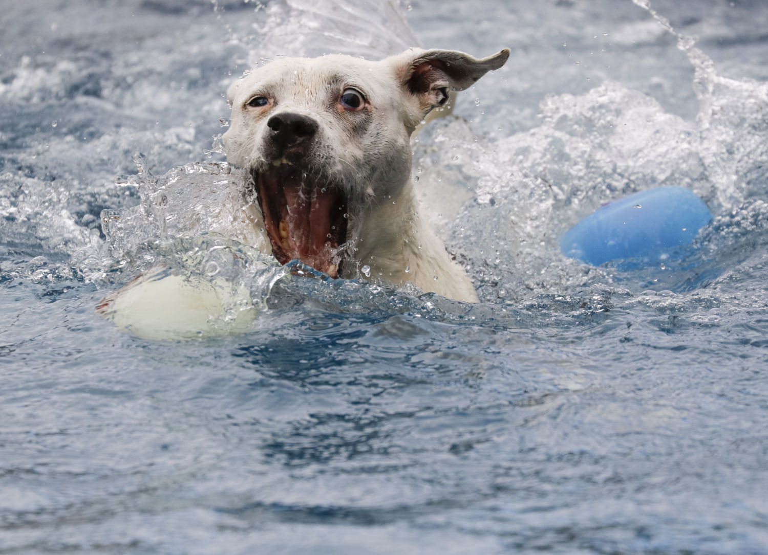 What happens when dogs drown?