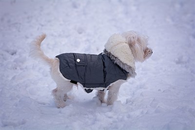 What is adequate shelter for a dog in cold weather?