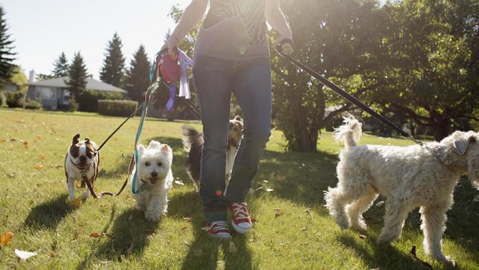 What is leash law?