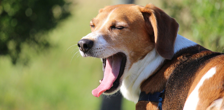 What is the best dog treat for bad breath?