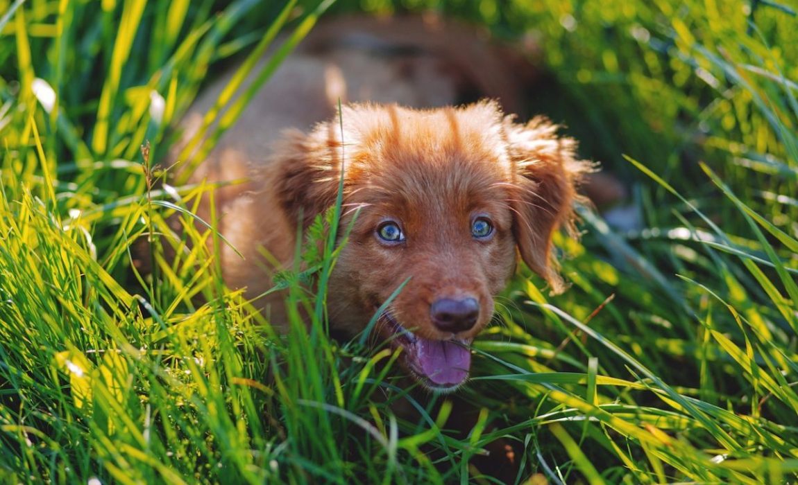What is the best grass to put down with dogs?