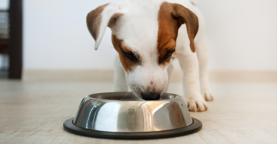 What is the cheapest way to feed a dog?