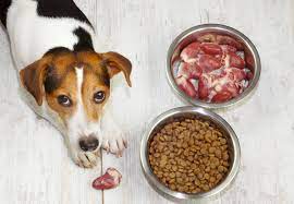 What is the easiest protein for dogs to digest?