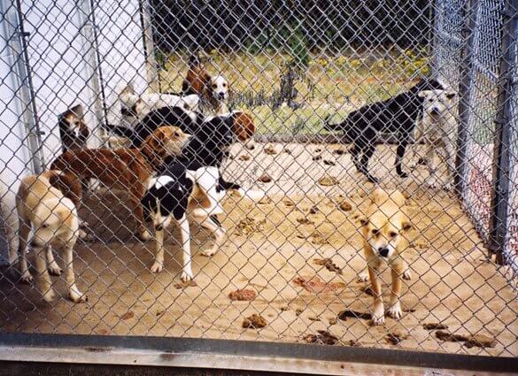 What is the largest no-kill animal shelter?