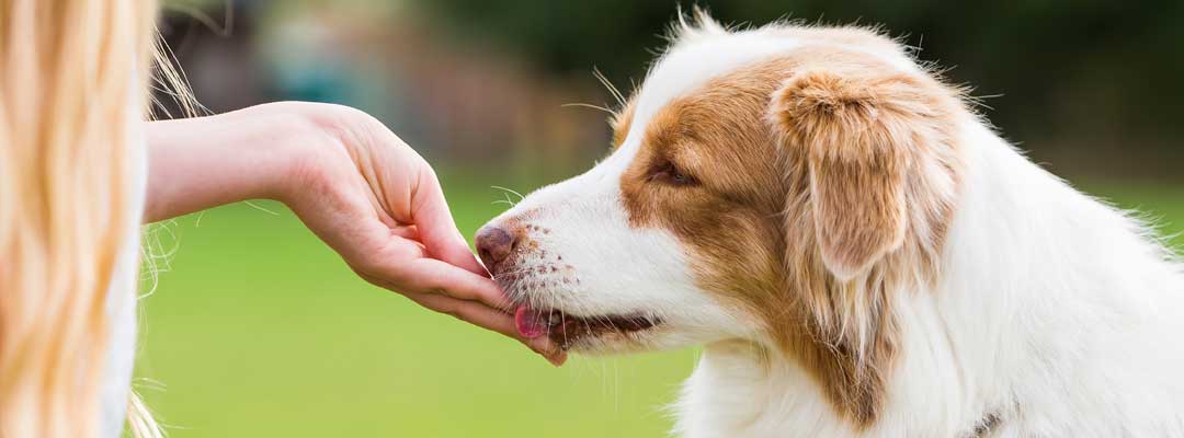 What is the safest heartworm medication for dogs?