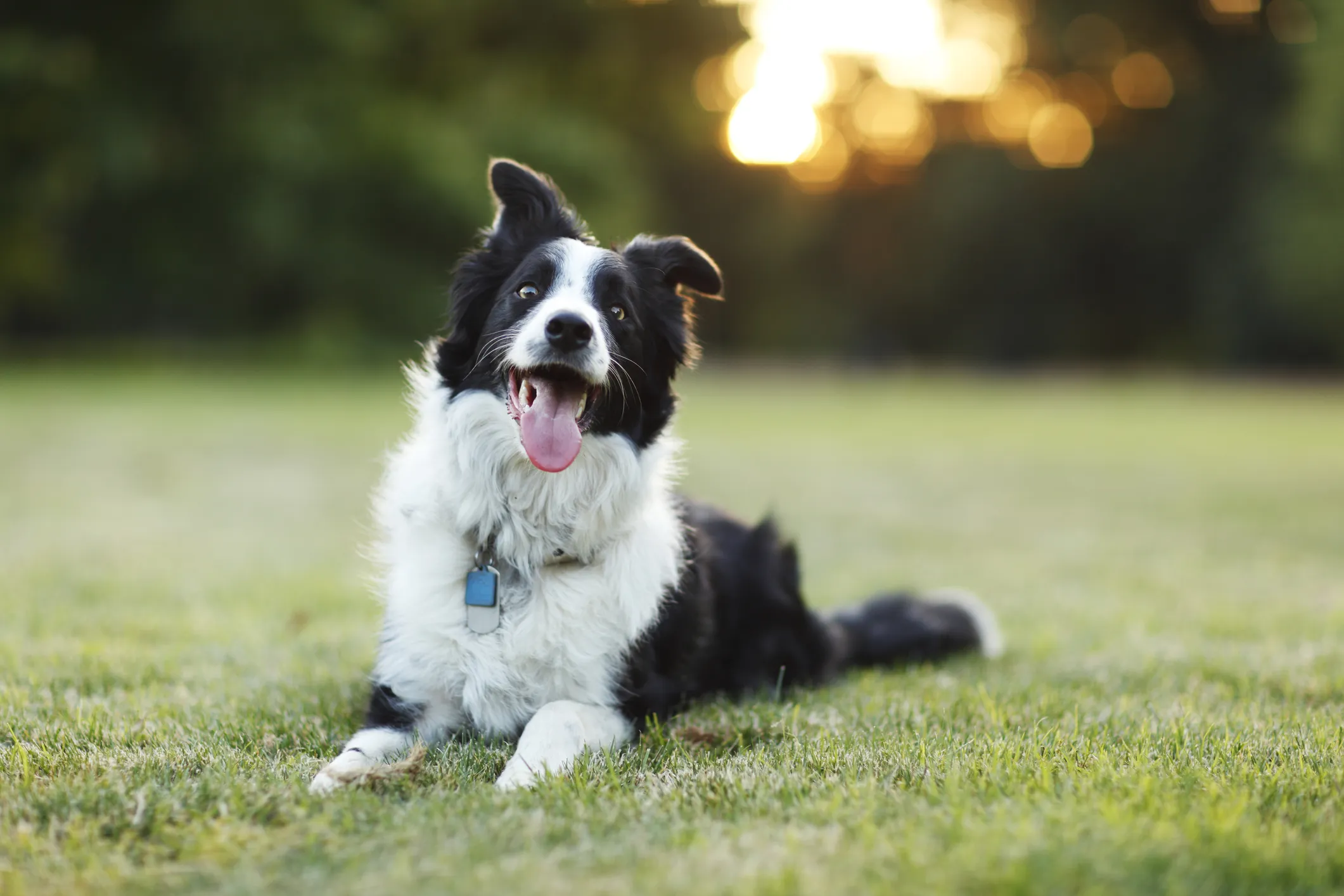 What is the smartest dog breed?