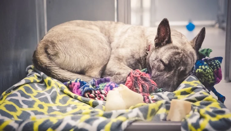 What kind of blankets do animal shelters need?