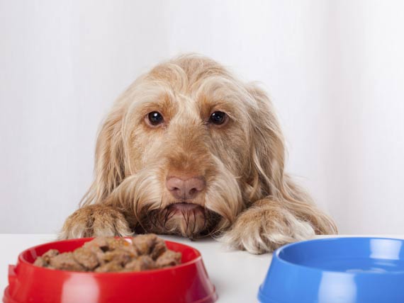 What kind of magnesium is good for dogs?