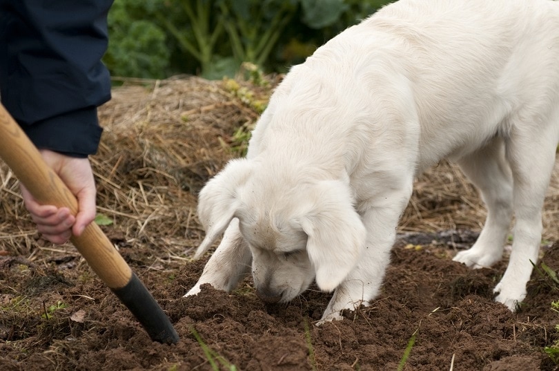 What should I do if my dog ate fertilizer?