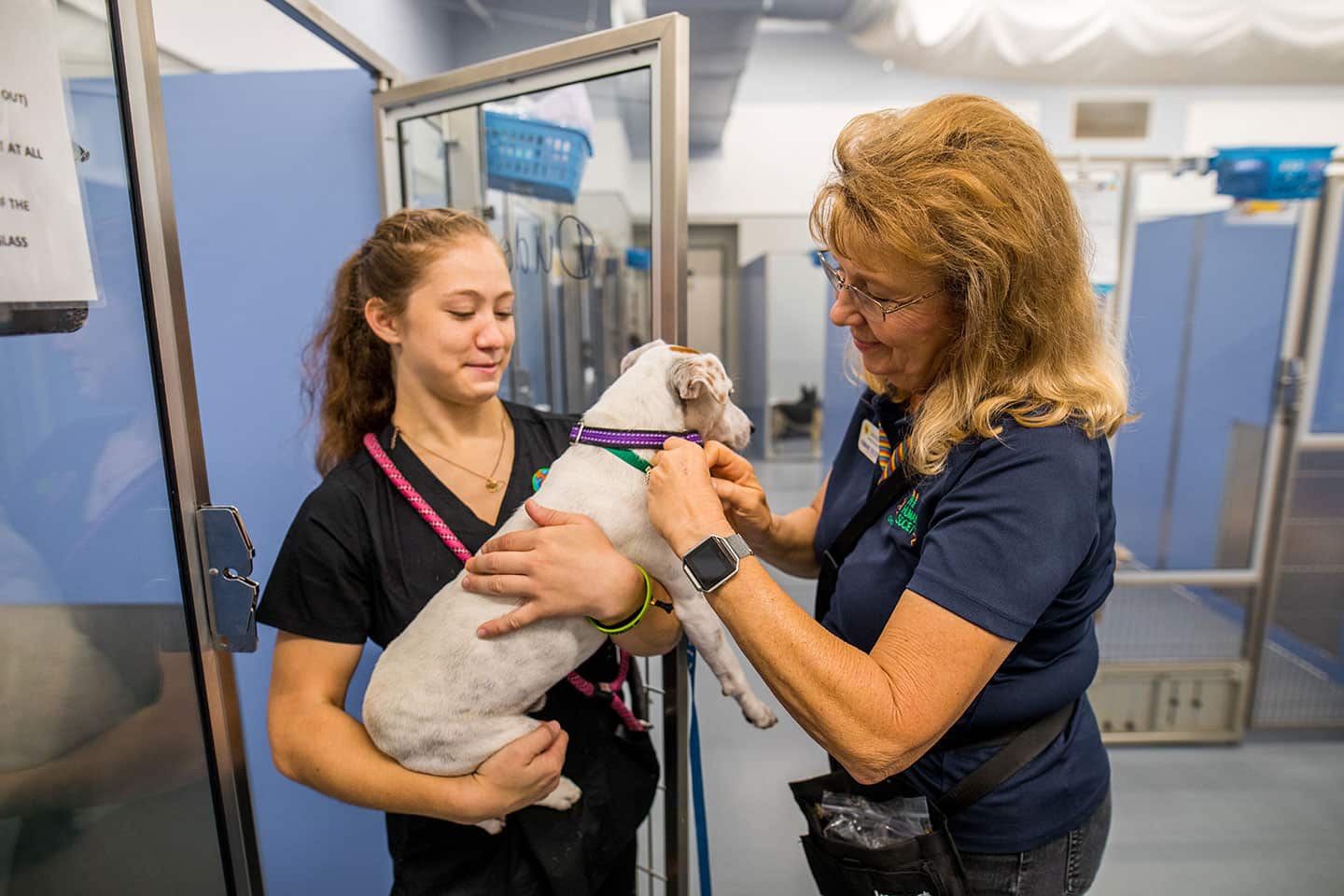 What skills can you gain from volunteering at an animal shelter?