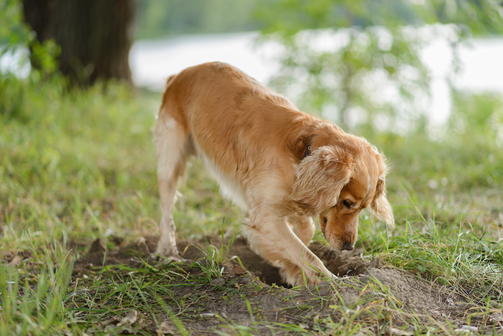 What smell deters dogs from digging?