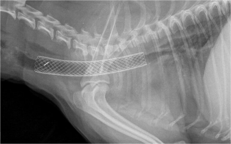 What triggers a collapsed trachea in dogs?