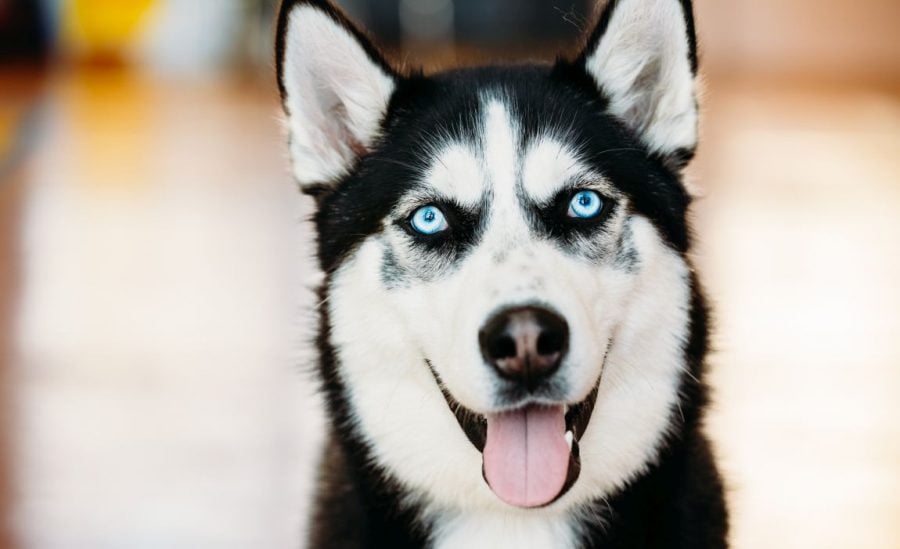 What type of dog breeds have blue eyes?