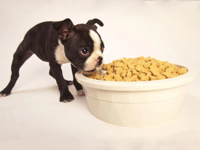 When should you switch your puppy to dog food?